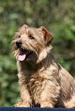 NORFOLK TERRIER 067